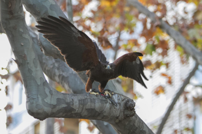 El halcón volante este martes en la plaza de la Llibertat.