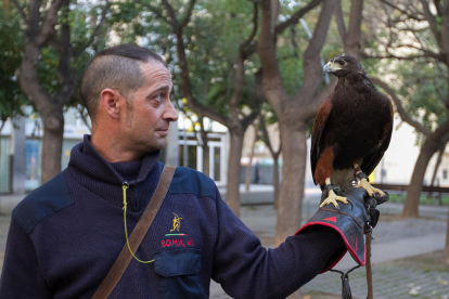 El falcó amb el falconer aquest dimarts a la plaça de la Llibertat.