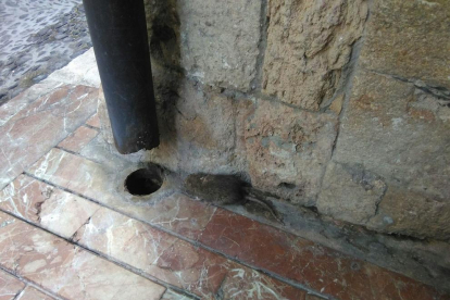 Una rata en la calle Merceria.