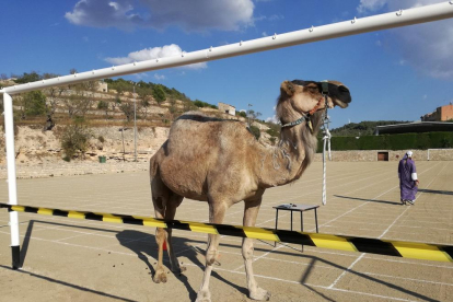 El camello finalmente hizo el 'trabajo' dejando su cagada sobre el campo.