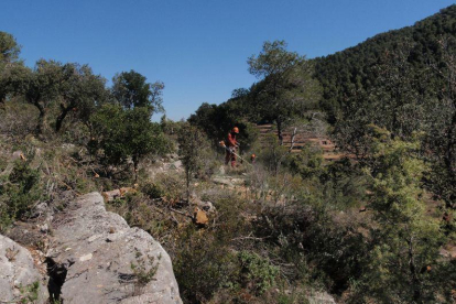 Agricultura inicia trabajos de prevención de incendios del macizo forestal de Tivissa-Vandellòs-Llaberia-Pradell