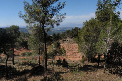 Agricultura inicia treballs de prevenció d'incendis del massís forestal de Tivissa-Vandellòs-Llaberia-Pradell