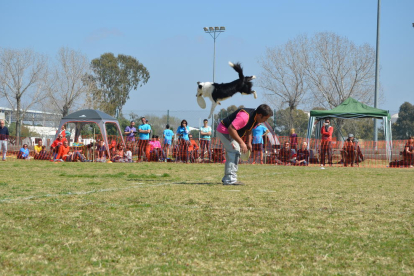 Espectaculars actuacions dels gossos en el campionat de 'Dogfrisbee' celebrat a la Laboral