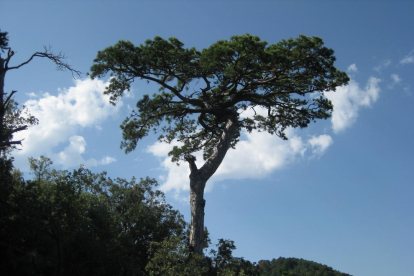 Un dels exemplars de pinassa de més de 300 anys.