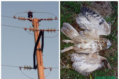 Les torres elèctriques són un perill pels ocells.