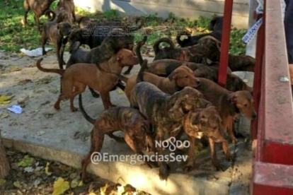 Imatge dels gossos difosa per Emergencias Sevilla.