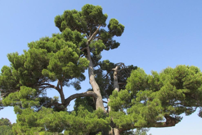 Pino del Xaconet de Barberà de la Conca, ahora declarado árbol monumental.