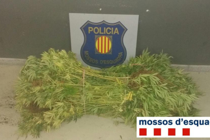 Imatge d'algunes de les plantes de marihuana requisades pels Mossos d'Esquadra.