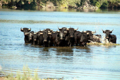Mandada de toros, de cara, al río Ebro, en la Illa dels Bous.