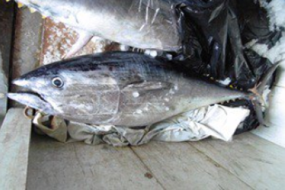 Imatge d'una de les tonyines confiscades.