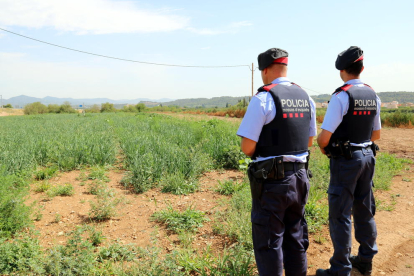 Plano general de dos agentes de los Mossos D'Esquadra, de espalda, ante un campo de calçots en el Alt Camp, en un servicio de patrullaje de prevención en zonas rurales, el 7 de julio del 2017