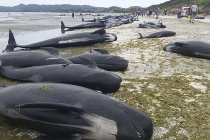 Docenas de ballenas han quedado atascadas en la costa de Nueva Zelanda.