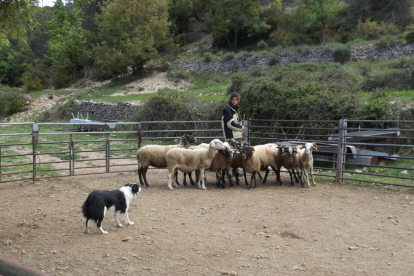 La Febró, camp de pràctiques per a gossos pastor