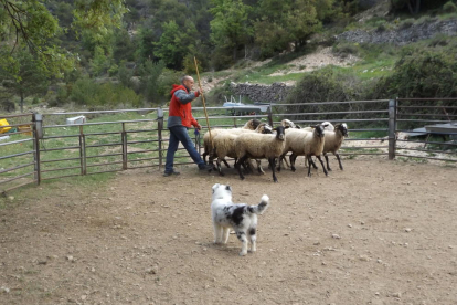 La Febró, camp de pràctiques per a gossos pastor