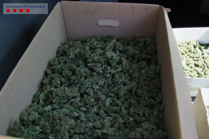 Los Mossos encontraron cinco invernaderos de marihuana y ovillos preparados para vender.