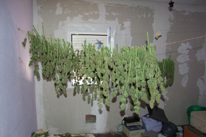 Els Mossos van trobar cinc hivernacles de marihuana i cabdells preparats per vendre.