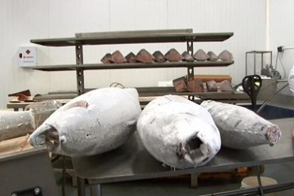 Los lotes de atún que posiblemente han causado las intoxicaciones fueron comercializados por la empresa Garciden.
