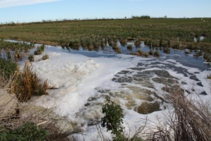Inundación con agua salada para luchar contra el caracol manzana y cumplir los requisitos de las ayudas agroambientales en un campo de arroz al térm Sant Jaume d'Enveja.