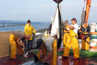 Les tonyines pescades a alta mar són transportades fins la granja situada prop de la costa de l'Ametlla de Mar per al seu engreix i posterior venda.