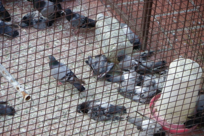 Hace un mes, los vecinos convivieron durante varios días con la imagen de decenas de palomas muertas por inanición dentro de la jaula trampa.