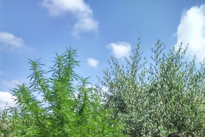 Quatre detinguts per cultivar prop de 5.000 plantes de marihuana