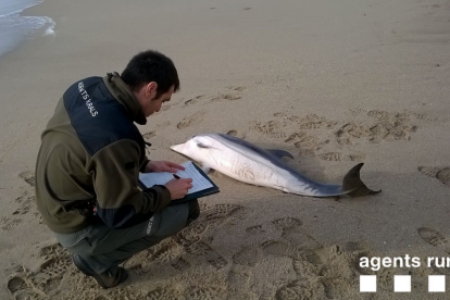 Imatge dels Agents Rurals fent les medicions del dofí trobat a la platja del Miracle.