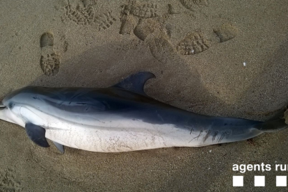 El dofí trobat mort a la platja del Miracle.