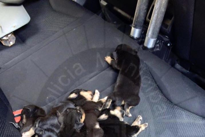 Imagen de los cachorros recuperados por la policía local.