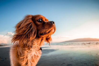 Cinco playas para ir con tu perro al Campo de Tarragona