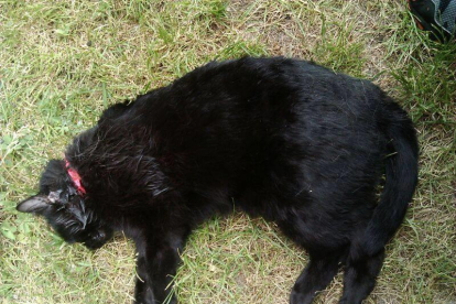 Los propietarios de la gata publicaron la imagen del animal muerto en las redes.