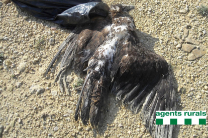 Ejemplar de águila cuabarrada muerta en Tortosa.