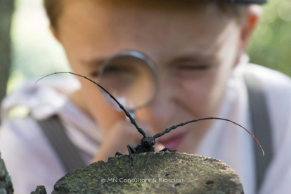 El documental se centra en el insecto la 'Somereta del Montsant', endémico del sur de Cataluña e icono de la conservación.