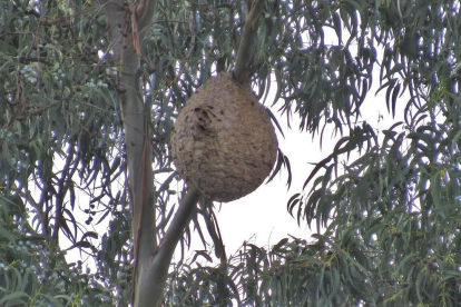Los nidos de la avispa asiática son muy característicos.