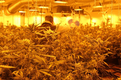 En total, se intervinieron 304 plantas de marihuana.