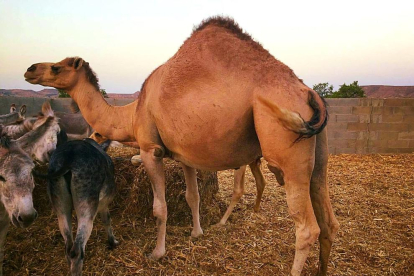 Imatge de Sultan, el camell que protagonitzarà el peculiar sorteig