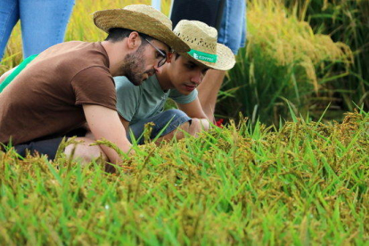 Dos asistentes a la Jornada de campo del arroz del IRTA revisando espigas.