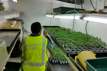 La Guardia Civil intervino dos plantaciones de marihuana indoor, con un total de 980 plantas.