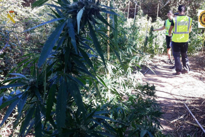 La plantación de marihuana que los agentes encontraron en la finca de Montroig.