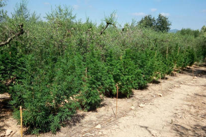 Localitzen una plantació de marihuana amagada entre oliveres a Vallmoll