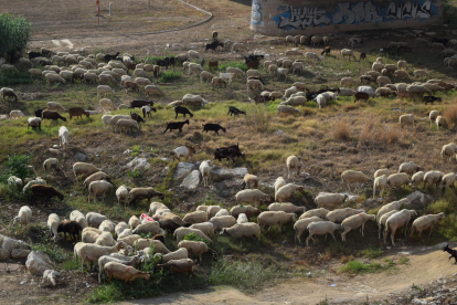 Los perros controlaban los corderos bajo la atenta mirada de los ganaderos.