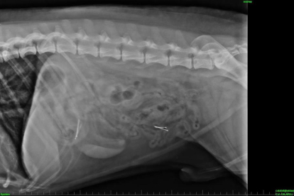 La radiografía que confirma que el animal había ingerido alfileres.