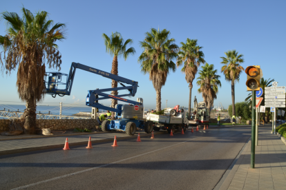 Reubican las palmeras afectadas por la construcción de la pasarela que conectará la playa con la ciudad