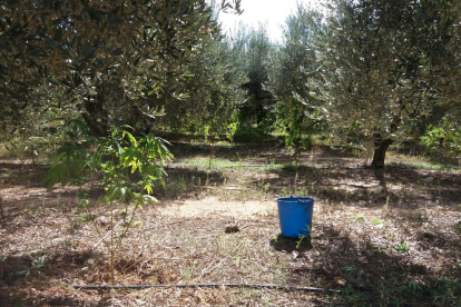 La plantació de marihuana estava amagada entre un camp d'oliveres.
