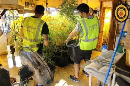 Dos agents de la Guàrdia Civil desmantellen una plantació de marihuana a Amposta. Imatge publicada el 30 de setembre de 2016