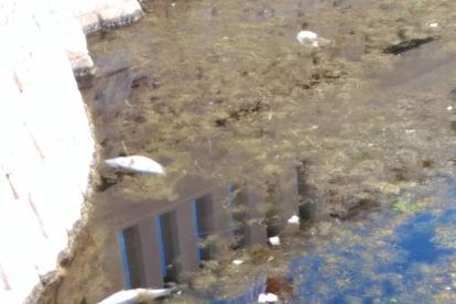 Peixos morts surant a l'estany de Coma-ruga.