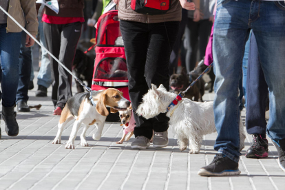 Una passejada de gossos en el certamen 'Bestial', el passat febrer.