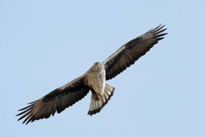 En el Camp de Tarragona y en las Terres de l'Ebre sólo hay 50 parejas de águila cuabarrada.