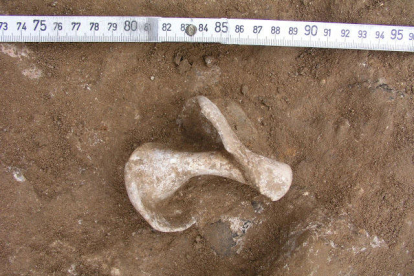 Caracol marino de la época neolítica encontrado al yacimiento del Cavet durante una excavación del IPHES
