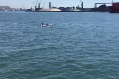 Avistament de dofins davant la costa de la ciutat de Tarragona.