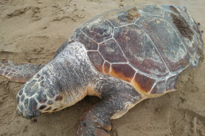 Imatge d'una de les tortugues babaues trobada a Amposta ahir dimecres.